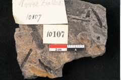 Foto (Detailansicht) von Sequoia novae zeelanchiae Ettingshausen (NHMW-GEO-2024-0188-10107)